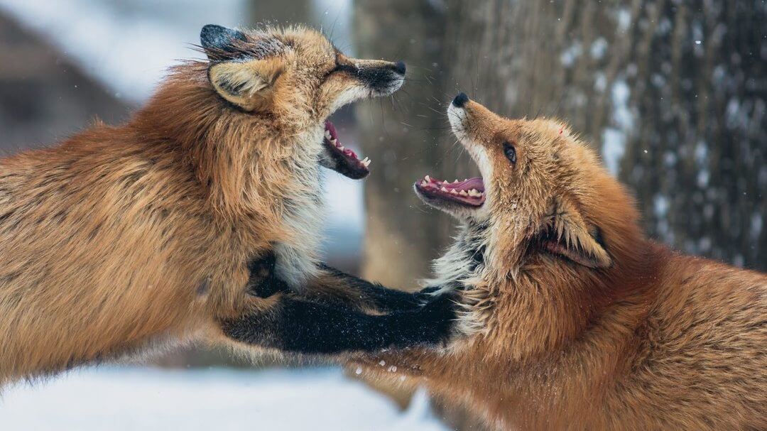 cropped fox fighting